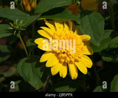 Helianthus "Happy Days' Foto Stock