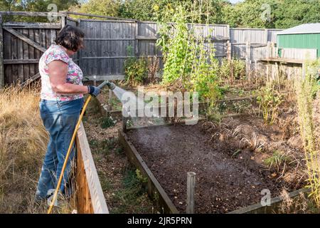 Donna annaffiare un orto con un tubo durante l'estate calda e secca del 2022. Foto Stock