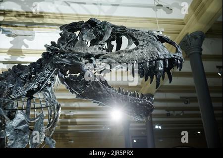 Berlino, Germania. 22nd ago, 2022. Lo scheletro del tirannosauro rex Tristan otto è tornato nel Museo di Storia Naturale. Dal 23 agosto, lo scheletro lungo dodici metri e alto quattro metri sarà esposto alla mostra 'Dinosaurs! Age of the Giant Lizards' al Museo di Storia Naturale. Credit: Annette Riedl/dpa/Alamy Live News Foto Stock