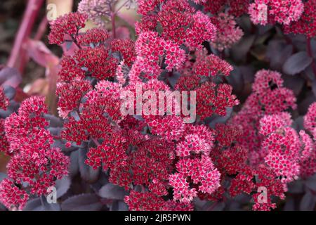 Hylocelephium telephium (Atropurpureum Group) 'Arthur Branch' Foto Stock