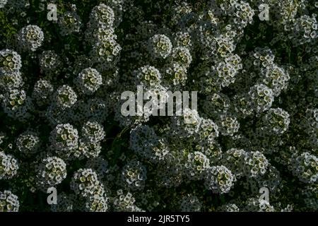 La vista dall'alto delle piante di fiori bianche di alyssum fioriscono Foto Stock