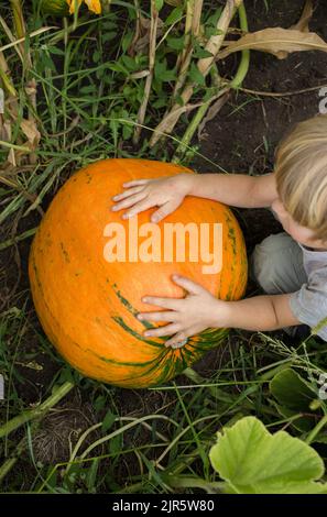 il bambino tiene una grande zucca d'arancia in giardino con le mani piccole, è sorpreso per le sue dimensioni. raccogliere le verdure in azienda. agricoltura biologica. poco h Foto Stock