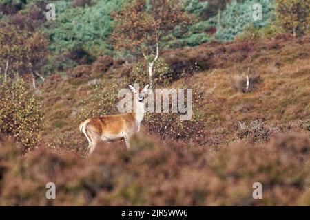 Capriolo rosso femmina sulla brughiera di Dunwich. Foto Stock