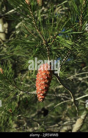 Primo piano del cono di pino da Aleppo Pine, Pinus halepensis Foto Stock