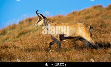 Camoscio Tatra a piedi tra erba gialla secca su una collina alpina Foto Stock