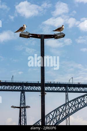 Gabbiani sul lampione vicino al ponte Pont Luiz 1 sul fiume Douro Porto Portugal, progettato da Theophile Seyrig, partner di Gustave Eiffel Foto Stock