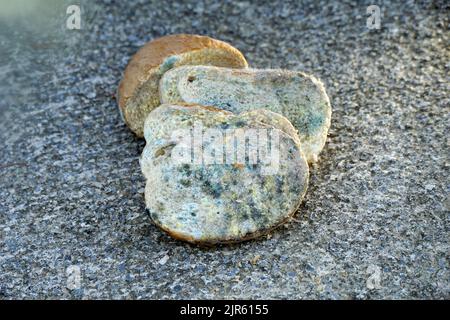 fette di pane ricoperte di muffa, Foto Stock