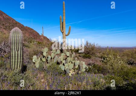 Paesaggio desertico con pera e cactus di saguero dal Picacho Peak state Park (Arizona, USA) nel marzo 2020. Foto Stock