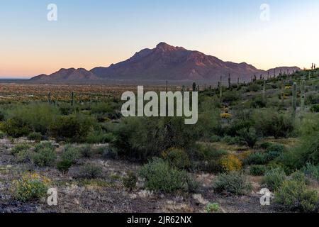 Scena mattutina dal Picacho Peak state Park con cactus e altri arbusti del deserto. Sullo sfondo c'è Newman Peak. Marzo 2020. Foto Stock