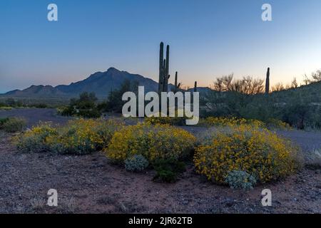 Scena mattutina dal Picacho Peak state Park (Arizona, USA) con brittlebush in fiore, cactus e Newman Peak sullo sfondo. Marzo 2020. Foto Stock