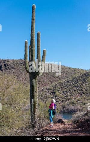 Un gigantesco e molto vecchio cactus Saguaro nel Lake Pleasant Regional Park, vicino a Phoenix, Arizona Foto Stock