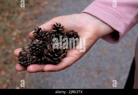 mano umana che tiene coni di pino in bourne woods, surrey, uk agosto 2022 Foto Stock