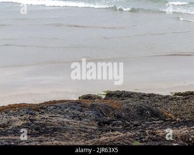 Alghe e piante marine su rocce costiere. Acqua grigia, surf. Spazio per il testo. Foto Stock