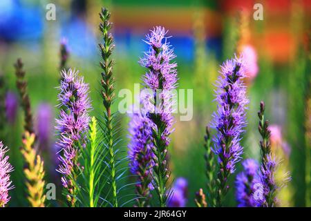 Spike Gayfeather, pulsante Snakeroot, densi Blazing Star fiori primo piano, bel blu con fiori viola che fioriscono nel giardino Foto Stock