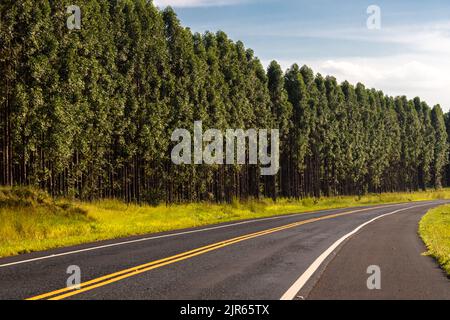 Piantagione di foresta di eucalipto e autostrada vuota in Brasile Foto Stock