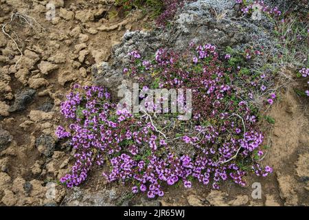 Primo piano di Wild Thyme, Thymus praecox ssp. Fango di terra secca alle erbe di fiori selvatici perenni, piante di Tundra artica, Islanda, natura tundra secca in Europa Foto Stock