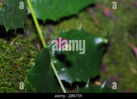 (220822) -- CHENGDU, 22 agosto 2022 (Xinhua) -- Foto scattata dal ricercatore Hu Jun il 10 agosto 2021 mostra il fiore, la frutta e le foglie di Euonymus aquifolium nel selvaggio. Secondo l'Istituto di Biologia di Chengdu dell'Accademia Cinese delle Scienze (CAS), i ricercatori hanno riscoperto una pianta a rischio critico, l'Euonymus aquifolium, durante la seconda indagine scientifica della Cina sull'altopiano Qinghai-Tibet. Euonymus aquifolium è una specie rara e vegetativamente distintiva, e la riscoperta da ricercatori cinesi ha scoperto gli unici individui viventi attualmente confermati più th Foto Stock