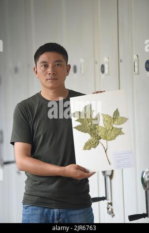 (220822) -- CHENGDU, 22 agosto 2022 (Xinhua) -- ricercatore Hu Jun mostra un campione di Euonymus aquifolium presso l'Istituto di Biologia di Chengdu sotto l'Accademia Cinese delle Scienze nella Provincia di Sichuan del sud-ovest della Cina, 17 agosto 2022. Secondo l'Istituto di Biologia di Chengdu dell'Accademia Cinese delle Scienze (CAS), i ricercatori hanno riscoperto una pianta a rischio critico, l'Euonymus aquifolium, durante la seconda indagine scientifica della Cina sull'altopiano Qinghai-Tibet. Euonymus aquifolium è una specie rara e vegetativamente distintiva, e la riscoperta da ricercatori cinesi uncov Foto Stock