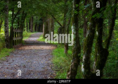 Il sentiero calcareo conduce attraverso un'area boscosa e attraversa un piccolo ponte lungo il South Houlston River a Bristrol, Tennessee Foto Stock