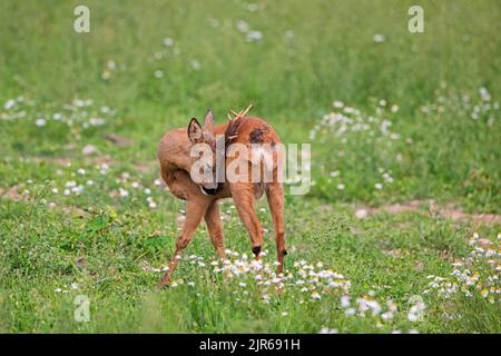 Capriolo europeo (Capreolus capreolus) maschio / caprebuck graffiare indietro / grumo con corna in prato / prateria in agosto in estate Foto Stock