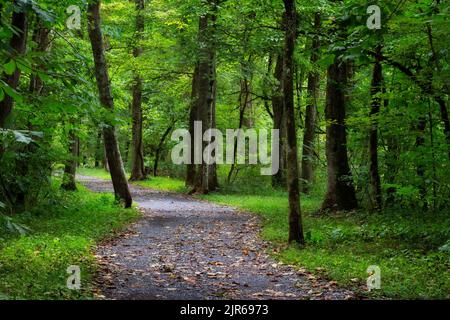 Il sentiero calcareo conduce attraverso un'area boscosa lungo il South Houlston River a Bristrol, Tennessee Foto Stock