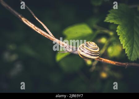 Una grande lumaca che striscio su un ramoscello di pianta nel giardino Foto Stock