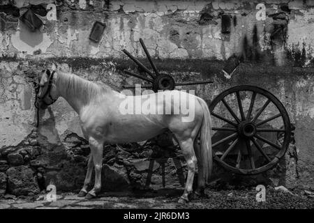 Foto in bianco e nero di un bel cavallo bianco in piedi accanto alle vecchie ruote in legno del carrello presso la parete del fienile Foto Stock