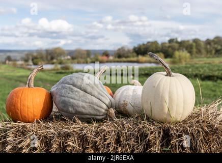 Zucche in vendita pronto per le vacanze autunnali presso il locale Orchard nella regione Finger Lakes di New York. Foto Stock