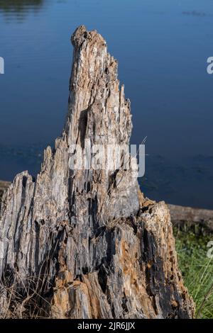 Molto vecchio ceppo di albero ha lasciato marciarsi e preso sopra dagli insetti Foto Stock