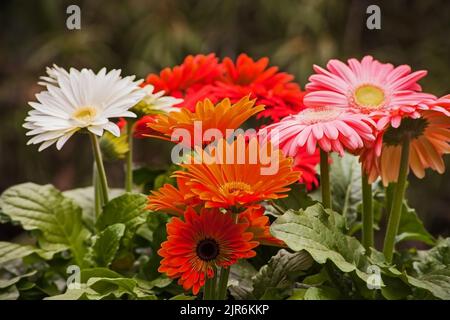 Ibridi di colore diverso di Gerbera jamesonii Foto Stock