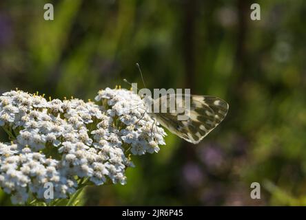 Nutrire bagno Bianco orientale (Pontia edusa) Foto Stock