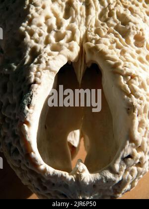 Cranio, Nilo coccodrillo, Nilkrokodil, Crocodile du Nil, Crocodylus niloticus, nílusi krokodil Foto Stock