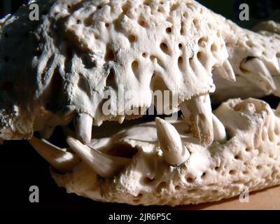 Cranio, Nilo coccodrillo, Nilkrokodil, Crocodile du Nil, Crocodylus niloticus, nílusi krokodil Foto Stock