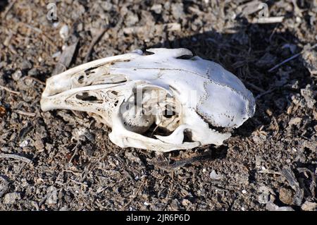 Cranio, coniglio europeo, Wildkaninchen, Lapin commun, Oryctolagus cuniculus, üregi nyúl, Ungheria, Magyarország, Europa Foto Stock
