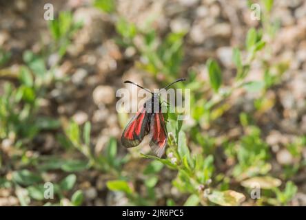 Burnet Moth trasparente per foraggio (Zygaena puralis) Foto Stock