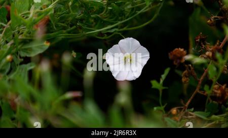 Fiore bianco di erba bindweed di campo o Convolvulus arvensis visto in un hedgerow nel Regno Unito in estate. Foto Stock