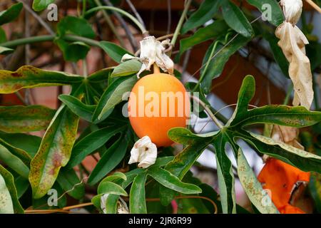 Primo piano di frutta d'arancia di fiore passione visto nel giardino nel Regno Unito nel mese di agosto. Foto Stock