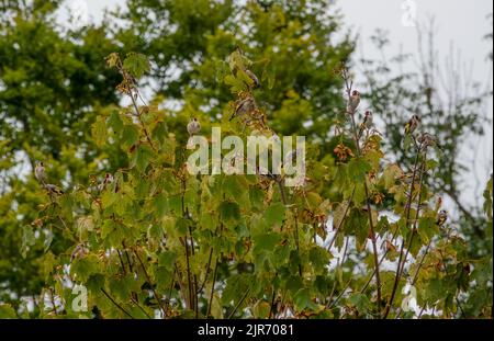 Diversi Goldfinch (Carduelis carduelis) si nutrono in un cespuglio estivo Foto Stock