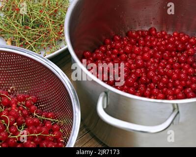 in una pentola per la preparazione di succo di frutta o marmellata, si puliscono le bacche di ribes rosso, rimuovendo il gambo delle bacche Foto Stock