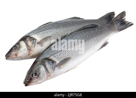 Seabass isolato su sfondo bianco, tracciato di ritaglio, profondità di campo completa Foto Stock