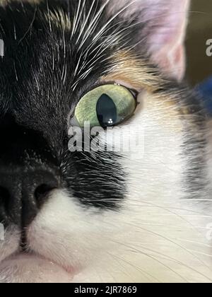 gatto multicolore con grandi occhi gialli primo piano Foto Stock