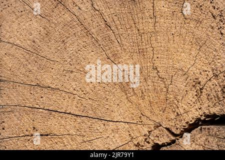 Macro shot di una superficie di un'antica trave di legno bruno scuro intatto con grana ruvida e piacevole. Foto Stock