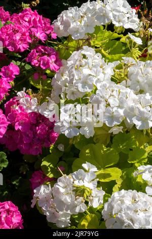 Fiori bianchi rosa Pelargonium fioritura, Pelargoniums fioritura, gerani Foto Stock