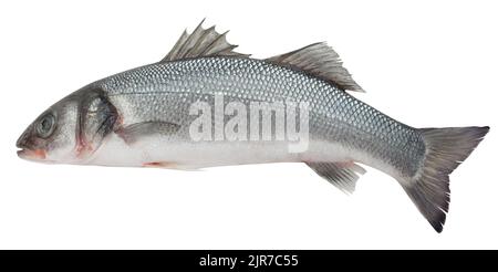 Seabass isolato su sfondo bianco, tracciato di ritaglio, profondità di campo completa Foto Stock