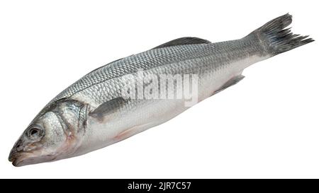 Seabass isolato su sfondo bianco, tracciato di ritaglio, profondità di campo completa Foto Stock