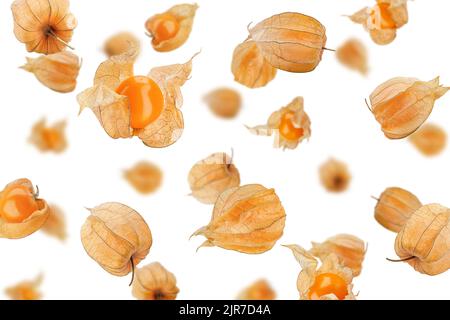 Capezzolo che cade, physalis isolato su sfondo bianco, fuoco selettivo Foto Stock