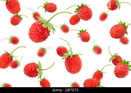 Falling Wild Strawberry isolato su sfondo bianco, fuoco selettivo Foto Stock