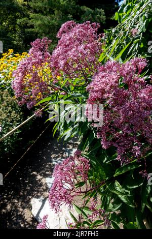 Joe Pye Weed¨Eutrochium fiori che si piegano sul sentiero nel giardino piante di metà estate Foto Stock
