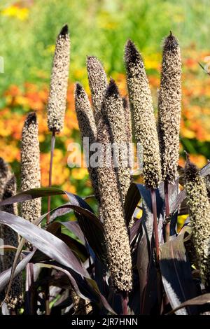 Teste ornamentali di semi di miglio Pennisetum glaucum Pearl Millet Pennisetum Spikes giardino di metà estate attraenti piante in fiore Foto Stock