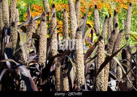 Teste ornamentali di semi di miglio perla, punte di miglio perla pianta di miglio perla Pennisetum glaucum "Maestà viola" in agosto punte da giardino Foto Stock